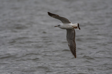 black headed gulls by the river