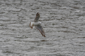 gull in flight