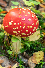 Fly agaric in the forest