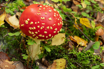 Red fly agaric mushroom