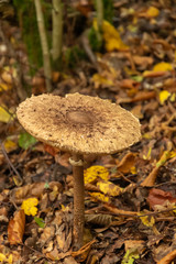Mushroom in the forest. Poisonous forest fungus