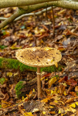 Mushroom in forest. Poisonous forest fungus