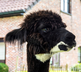 portrait of a black alpaca © Geert