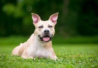 A Pit Bull Terrier mixed breed dog with large ears relaxing in the grass