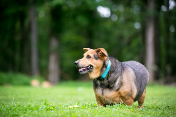 A severely overweight Welsh Corgi mixed breed dog with floppy ears standing outdoors