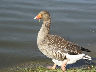 goose in the municipal park of belo horizonte - brazil