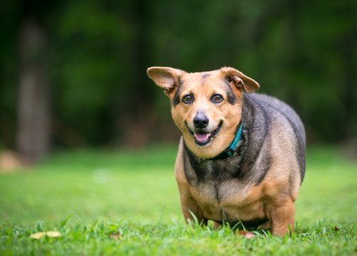 A severely overweight Welsh Corgi mixed breed dog with floppy ears standing outdoors