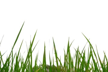 Obraz premium Jasmine rice leaves growing in a farmland on white isolated background with copy space 