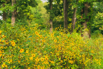 prairie field meadow of yellow daisy sunflower flowers	