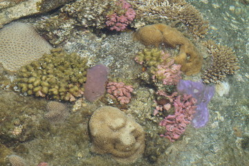 colorful corals through the clear water of the ocean of La Réunion, France