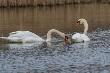swans on the lake