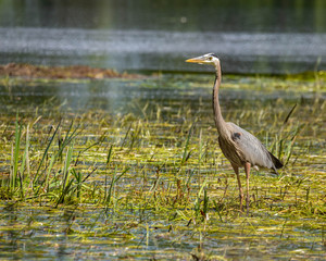 great blue heron