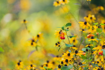 prairie field meadow of yellow daisy sunflower flowers	and small orange jewelweed flowers