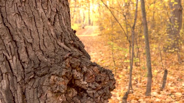 A young woman in glasses hides behind a large tree of leaves in the autumn forest. Yellow leaves around