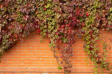 Grape leaves on a brick fence