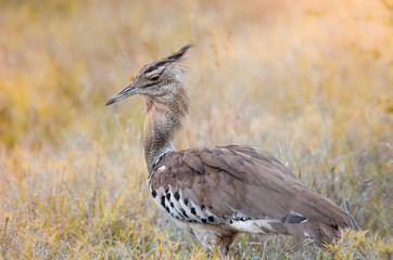 A Kori bustard (ardeotis kori), a large african bird) standing in the grass in the Kruger national park, a game reserve in South Africa.