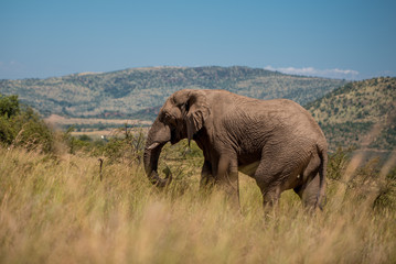 An African elephant (Loxodonta africana) walking through the tall grass in Pilansberg Game Reserve, with hills in the background. South Africa