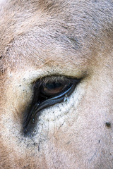 Oeil d'un âne