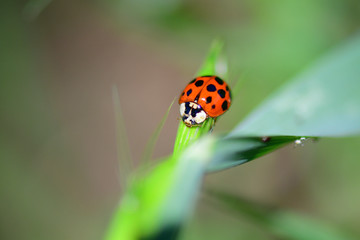 Coccinelle chinoise