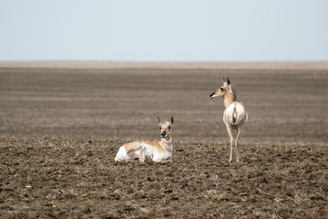 two antelopes in a field 