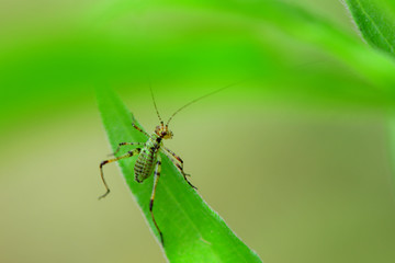 Larve de sauterelle, leptophye ponctuée