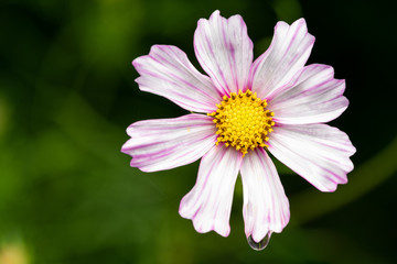 Closeup of a flower ion the garden