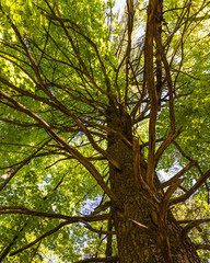 tree with green leaves