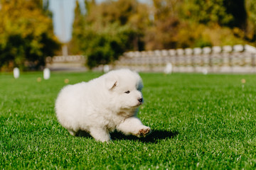 Samoyed puppy sitting on green grass