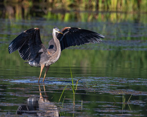 great blue heron