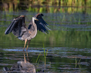 great blue heron