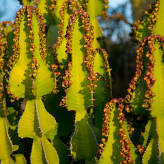 Blooming Cacti in Africa 