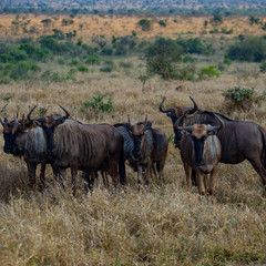 Obraz premium Herd of Wildebeasts in Africa