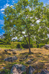 sunny tree in spain