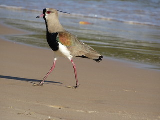 Seagull at Guarabari Beach - Espirito Santo - Brazil