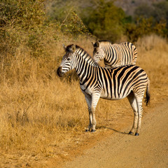 Fototapeta na wymiar two zebra in africa