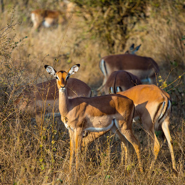 impala 