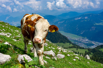 Fototapeta na wymiar Cow looking at the camera in tyrol alm Austria on the mountains milk cheese advertisement
