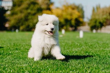 Samoyed puppy sitting on green grass