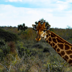 Fototapeta premium portrait of giraffe