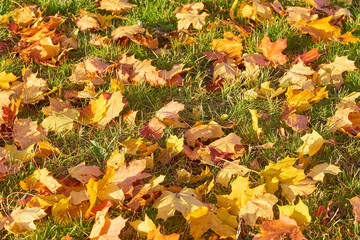 Colorful autumn leaves on green grass in a park as a natural background.          