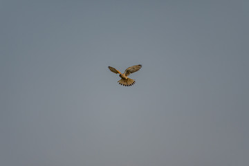 buzzard hovering above the fields