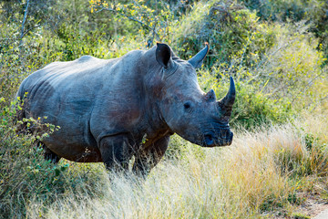  rhinoceros in the wild