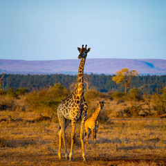 two giraffe in africa