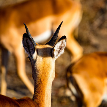Impala in Africa