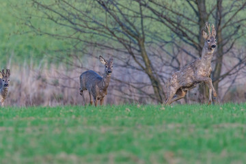 deer in the field