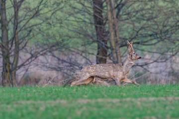 deer in the forest