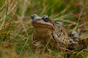 Small frog overviewing a mountainous landscape 