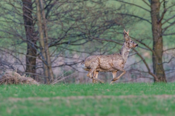 deer in the field