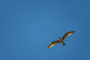 seagull in flight