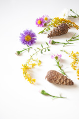 Plants, flowers and cones. Autumn gifts of nature. Floral, natural background